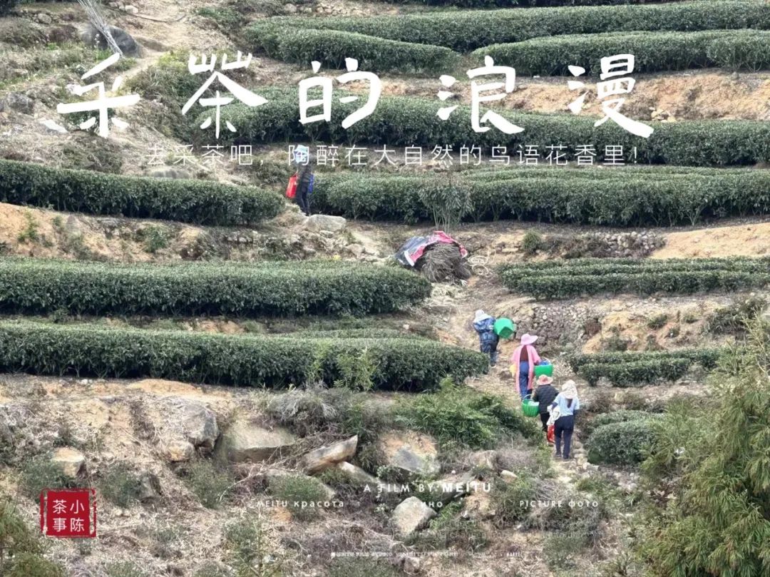 白毫银针口感怎么样,白茶知识白毫银针