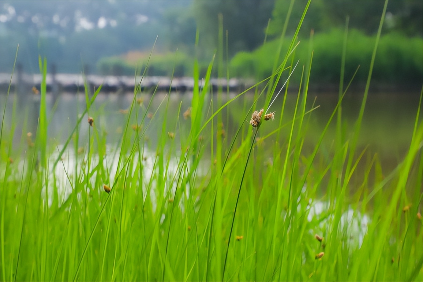 汉石桥自然湿地,汉石桥湿地重游