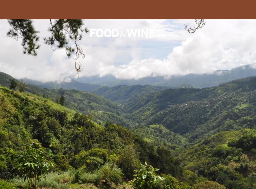 你有多久没听说过蓝山咖啡了,什么才是蓝山咖啡