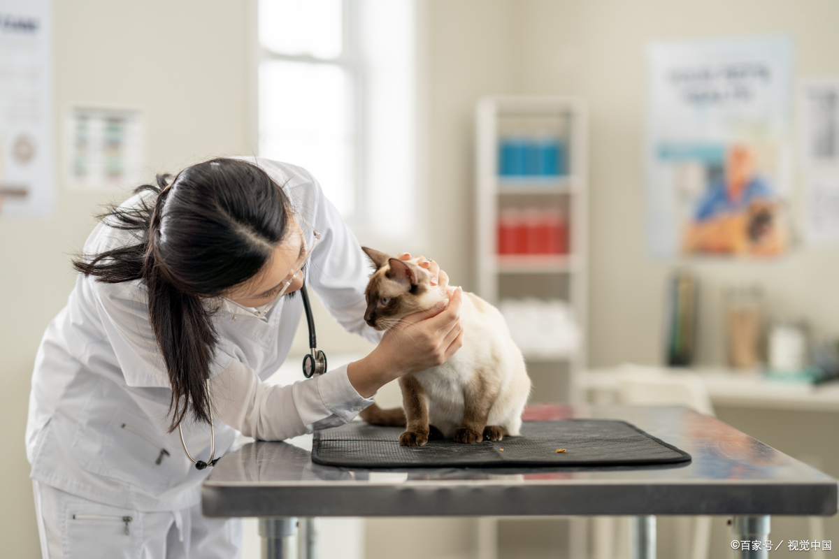 宠物医疗技术好还是动物医学好,宠物的医疗手段有哪些