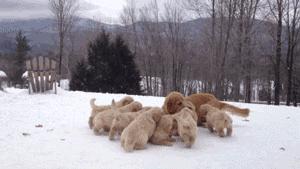 买金毛注意事项,买金毛注意事项有哪些