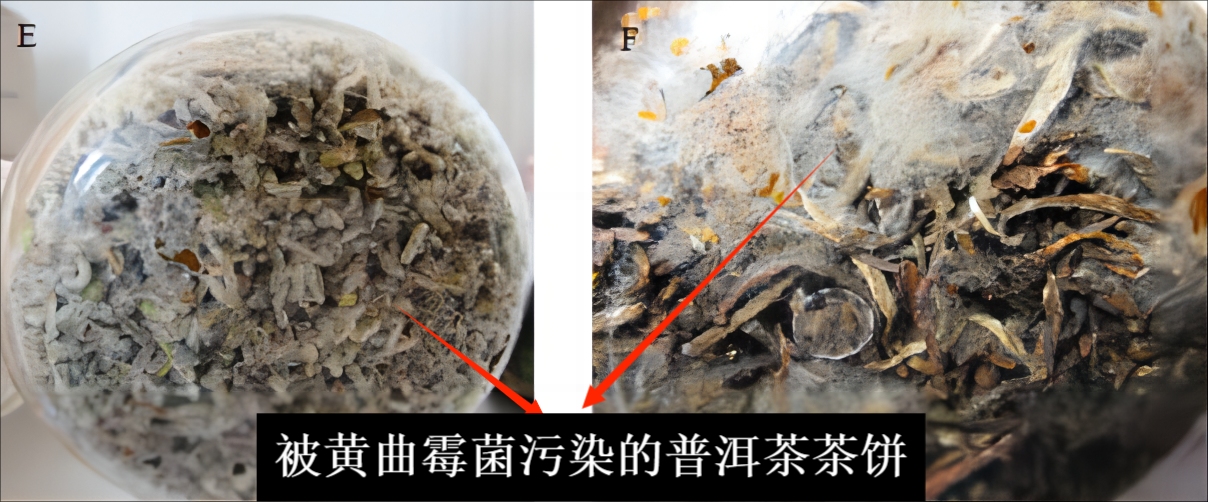 1克熟茶,十五年普洱熟茶还能喝吗