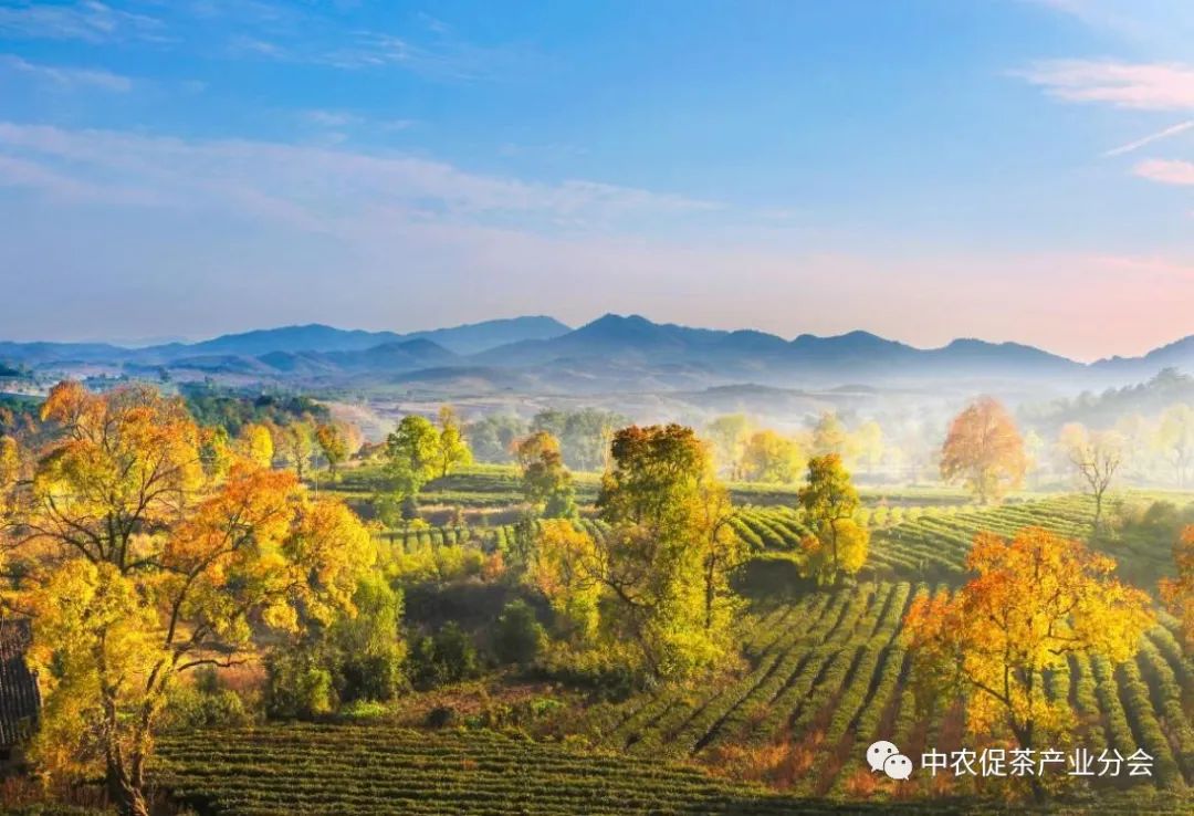 娌冲崡淇￠槼绾㈠煄鑼朵埂,鏂板幙绾㈠煄鑼朵埂