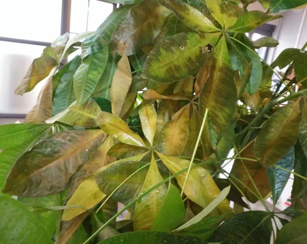 招财树叶子发黄掉落怎么补救,招财树叶子发黄快速补救方法