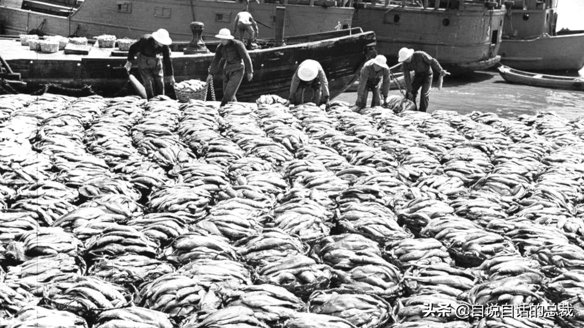 目前野生大黄鱼为什么这么贵,大黄鱼最贵价格多少钱一斤