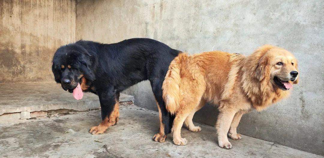 西藏纯种藏獒繁殖基地,藏獒养殖技术教学视频播放