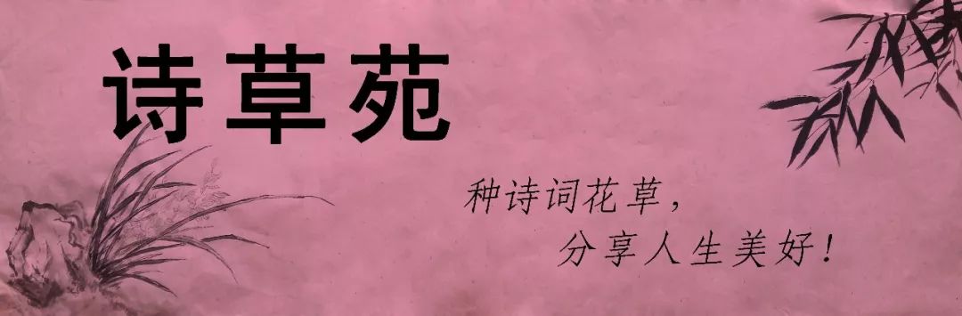 蚂蚁为什么晴天采蜜,蚂蚁在采蜜