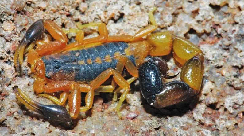 不同蝎子的生存温度,不同物种的蝎子