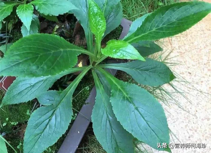 人称“攀倒甑”,1种又美又臭的植物,却是民间美味,遇见别错过