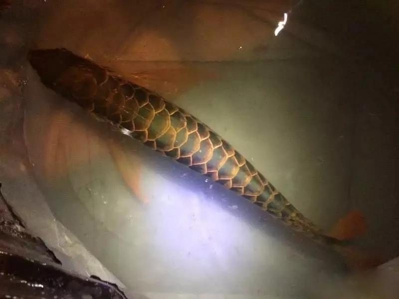 水族爱好者龙鱼,马来买的龙鱼如何带回国内