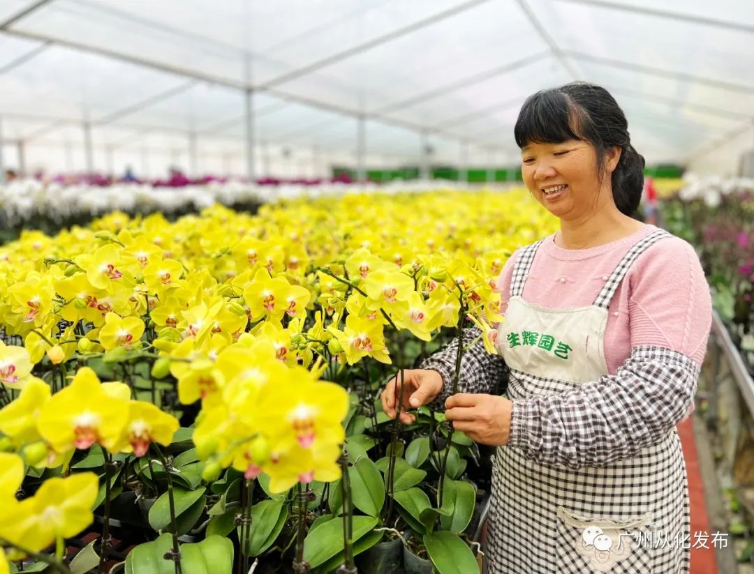 广州从化大旺兰花基地,兰花基地赏花