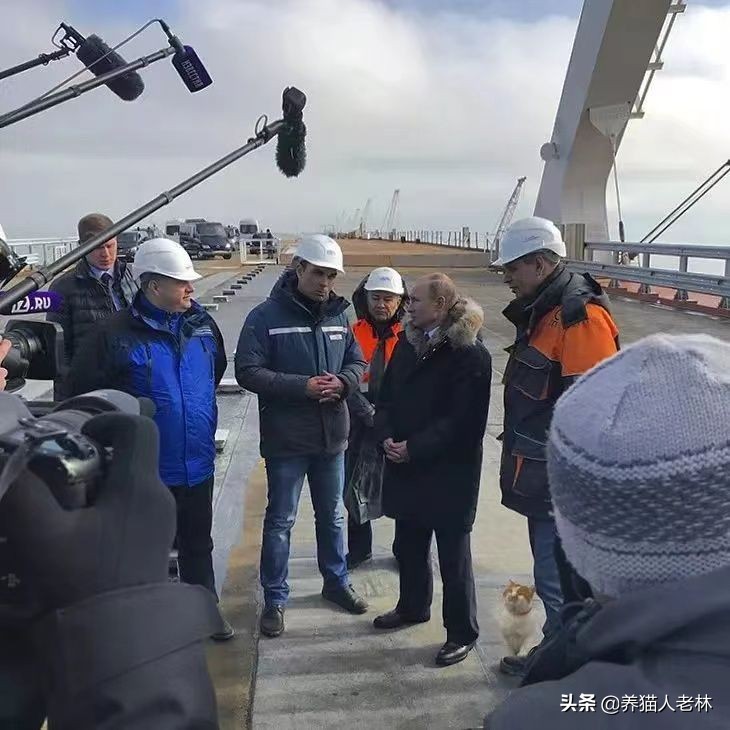 猫咪一直叫个不停怎么回事,猫咪哼哼唧唧是怎么回事