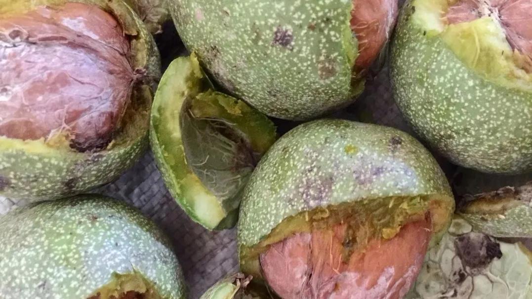 冬天如何吃到鲜核桃,鲜核桃吃着过瘾