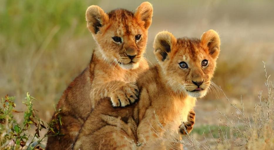 草原之王狮子怕马赛人,马赛人的狮子有多强