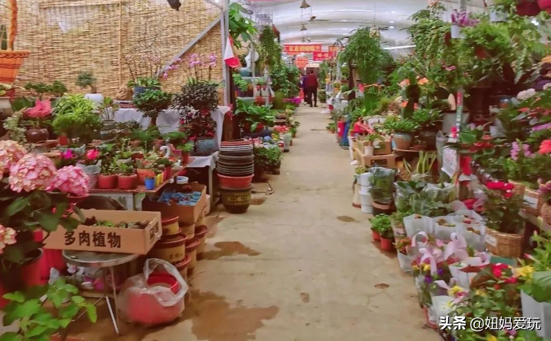 济南市市中区花鸟鱼虫市场在哪里,济南凤凰山花鸟鱼虫市场