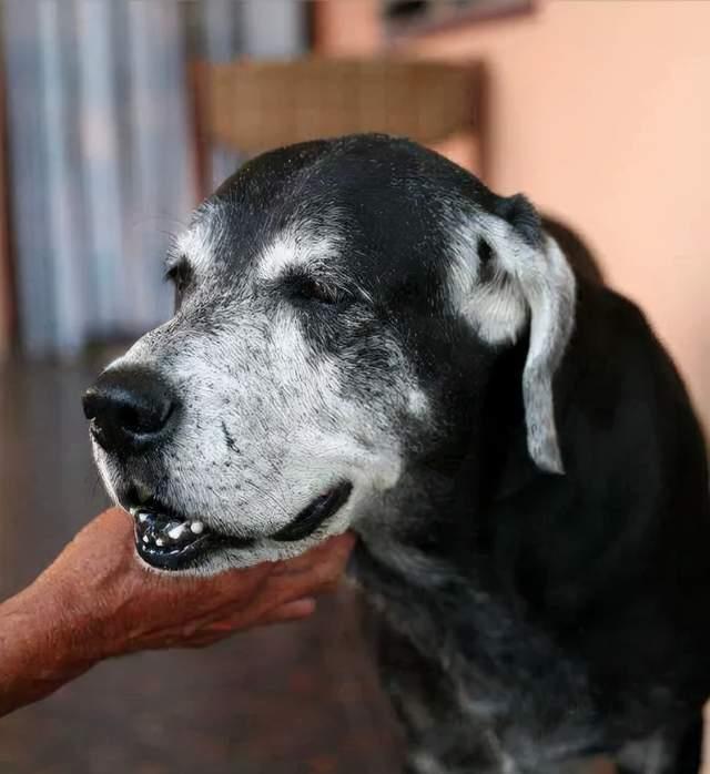 隔壁邻居偷了我家的狗,隔壁邻居偷我家狗