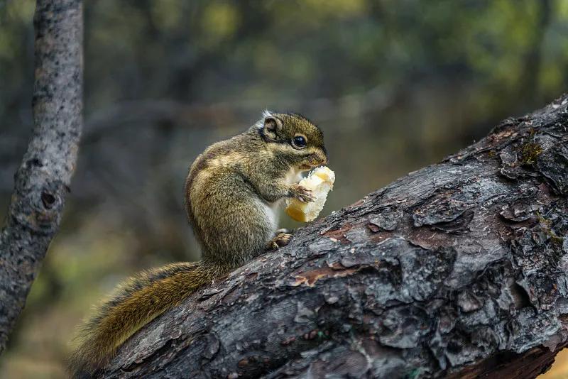 什么宠物对纯素食者最好,好养且可以食用的宠物有哪些