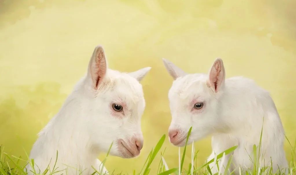 羊隐性乳房炎治疗方法,羊隐性乳房炎