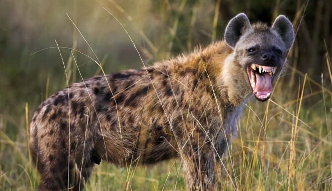非洲爆发“人狗大战”,斑鬣狗组团袭击人类,为什么要报复我们?