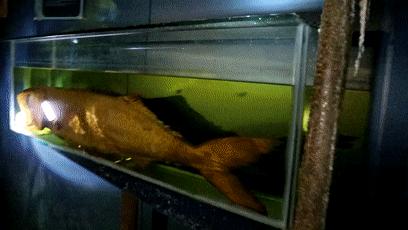 僵尸水族馆原片 (恐怖鲨鱼僵尸)