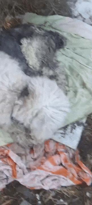 古牧生病前兆,古牧被遗弃了