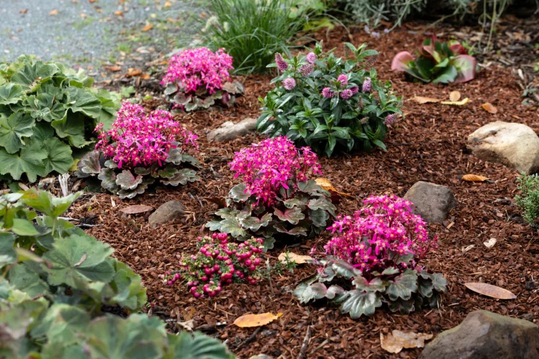 自带爆盆属性的舞动精灵上新了，虎年春日仪式感安排了吗