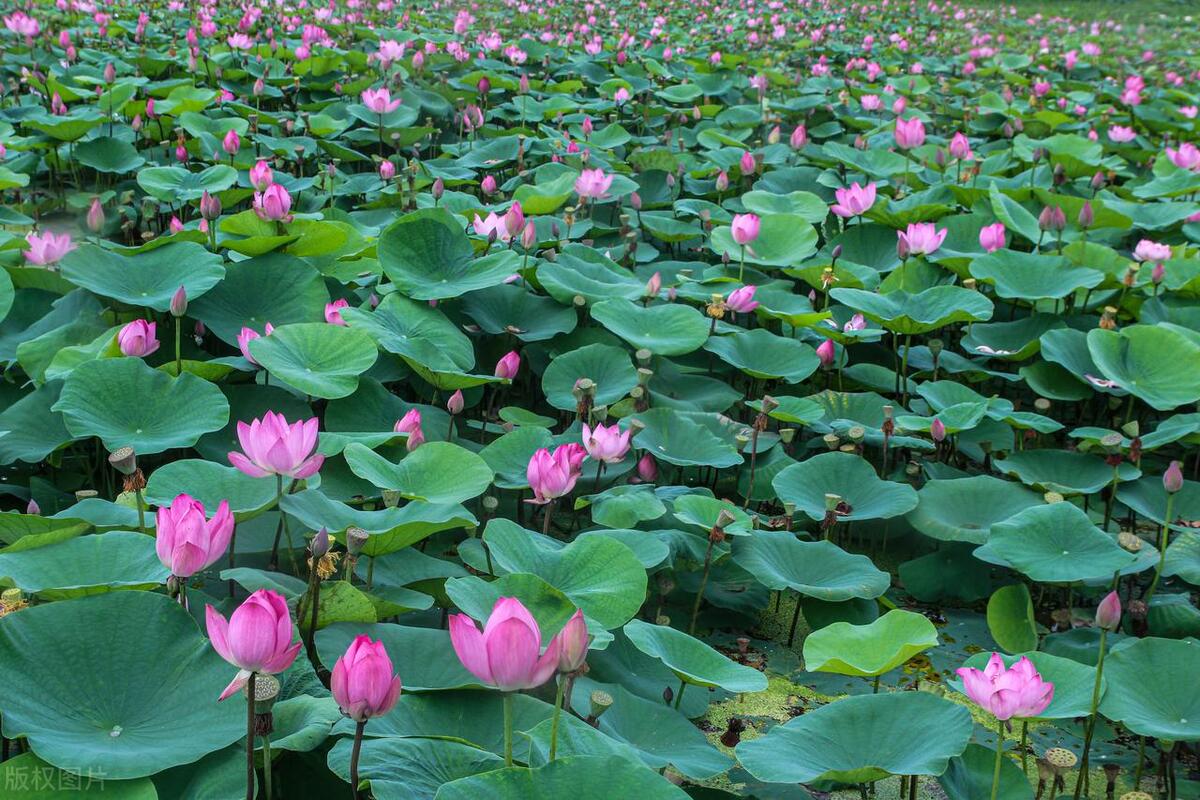 2023年三伏天二伏哪天开始,2023年三伏天是公伏还是母伏