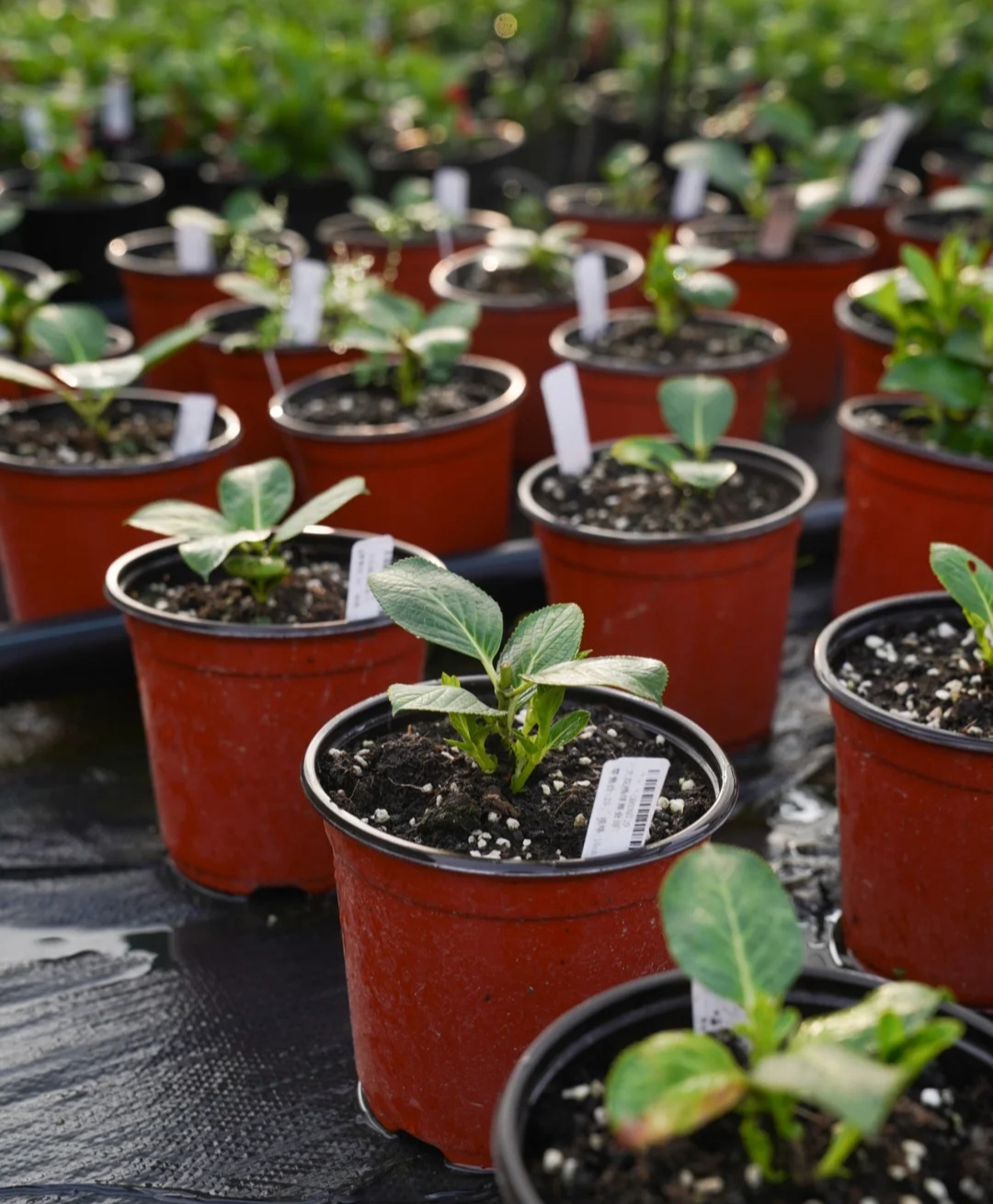 春天种的花花草草,9种花掐根枝就能活不用管就爆盆