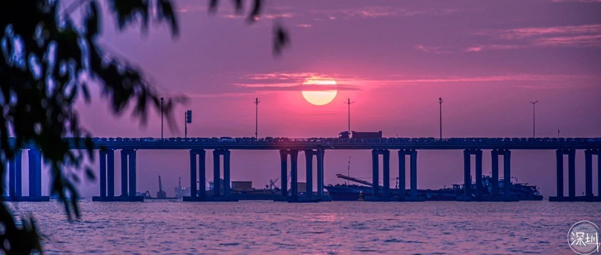 深圳红树林观鸟,深圳福田红树林公园观鸟攻略