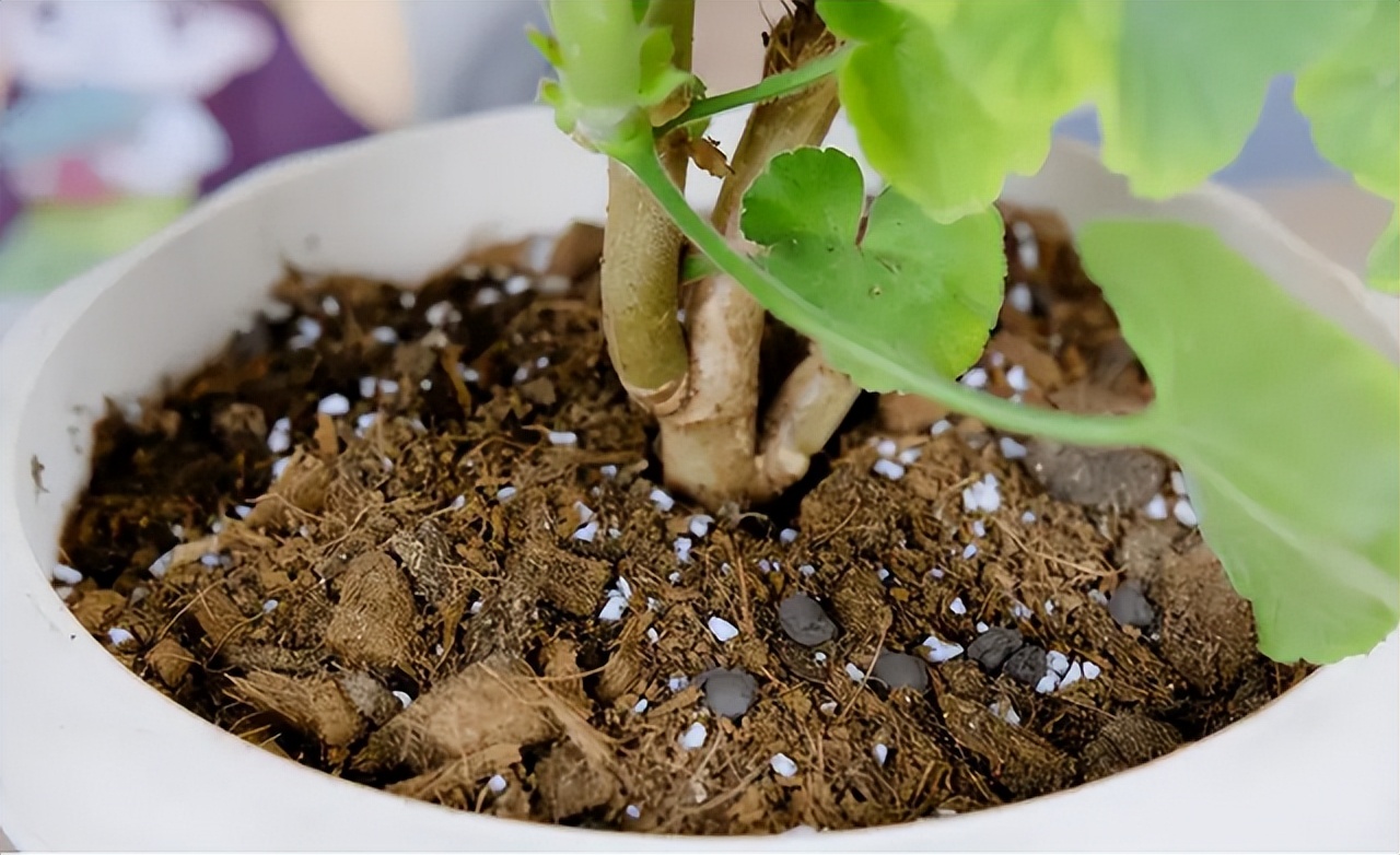 用啤酒浇花容易生虫子么,用啤酒浇花适合哪几种花