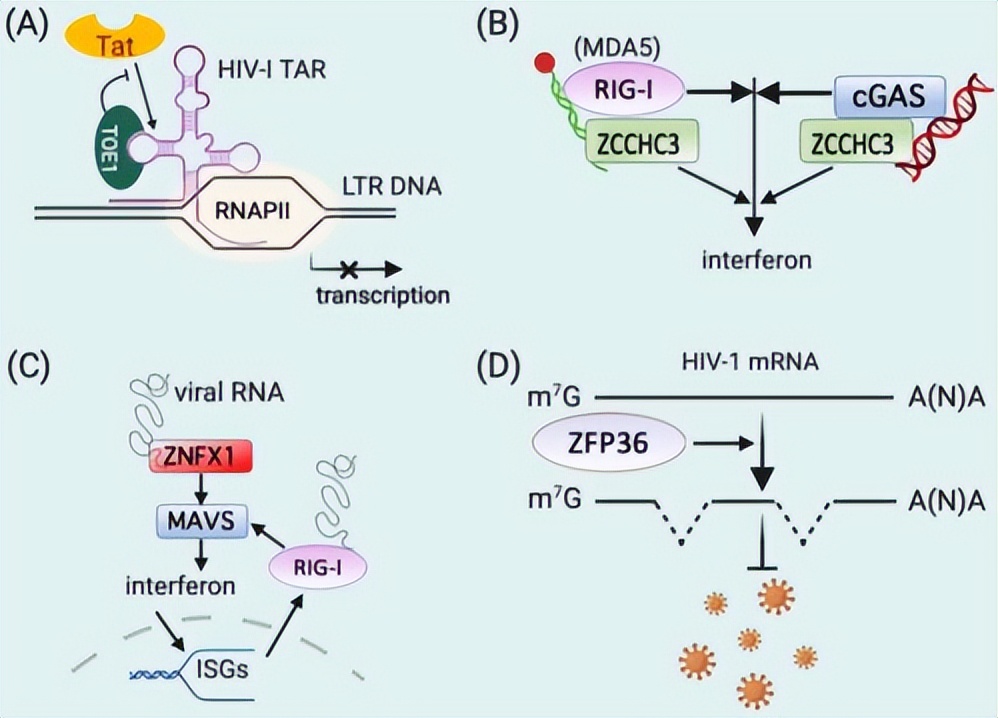 ZIP转运蛋白内部锌摄取的组氨酸突变体细胞活性自我调控机制