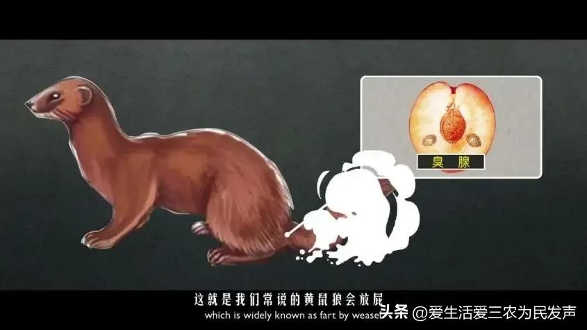 黄鼠狼害人怎么办,黄鼠狼祸害庄稼吗