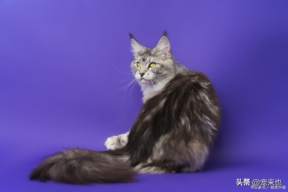 缅因猫在哪买最合适,6个月缅因猫转让