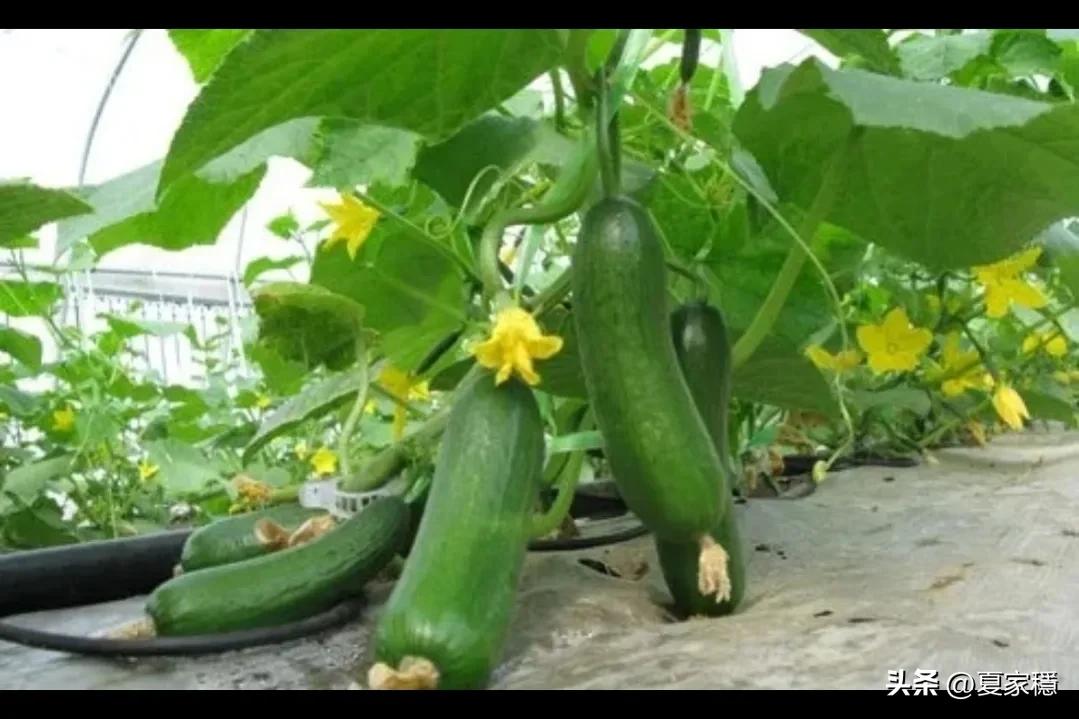 养殖创业致富经,穷小伙借2万块钱