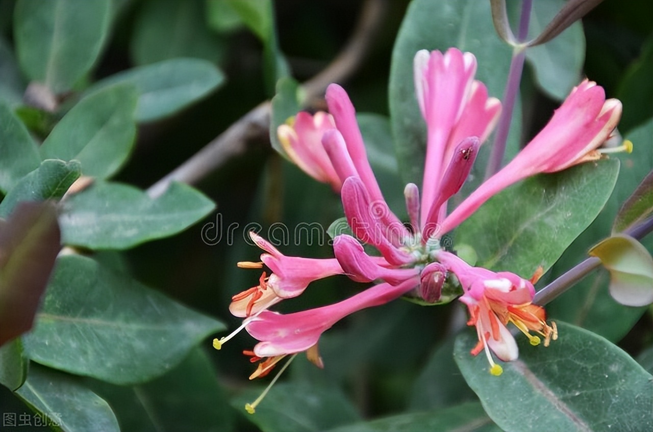 适合阳台养光照少的花四季开花,适合阳台上一年四季好养的花