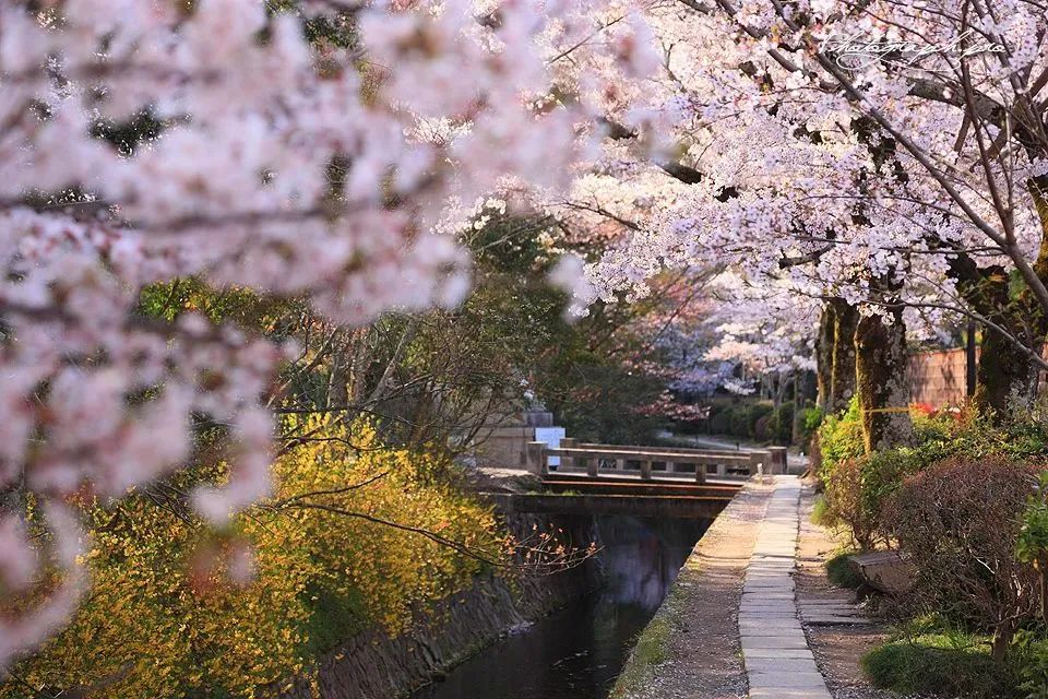 日本樱花春日游,关于日本的仙气美景樱花