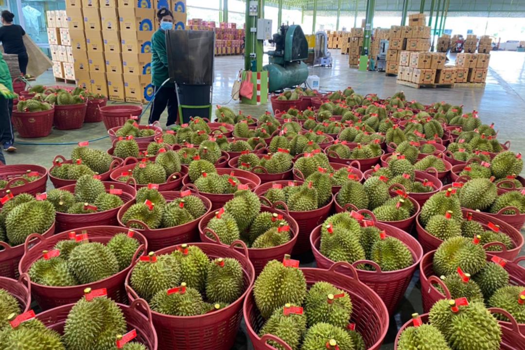 中国从马来西亚进口榴莲,中国和泰国等三个国家进口榴莲