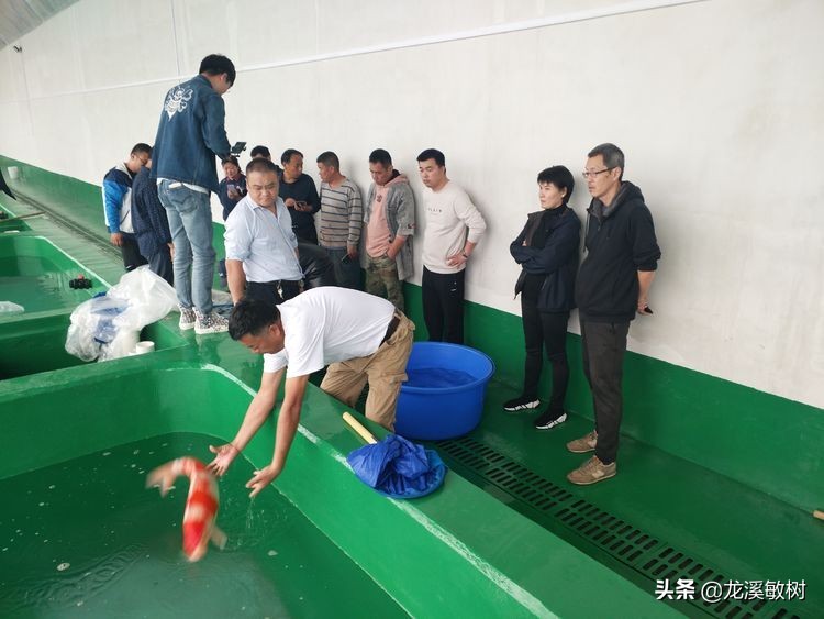 锦鲤分多少种什么样的锦鲤最好养,锦鲤要怎么选才能选到好的锦鲤