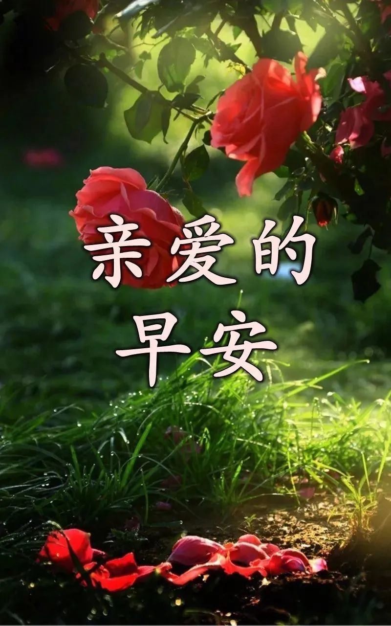 清晨特漂亮早上好祝福语动态图片,最新漂亮早上好祝福语动态表情图