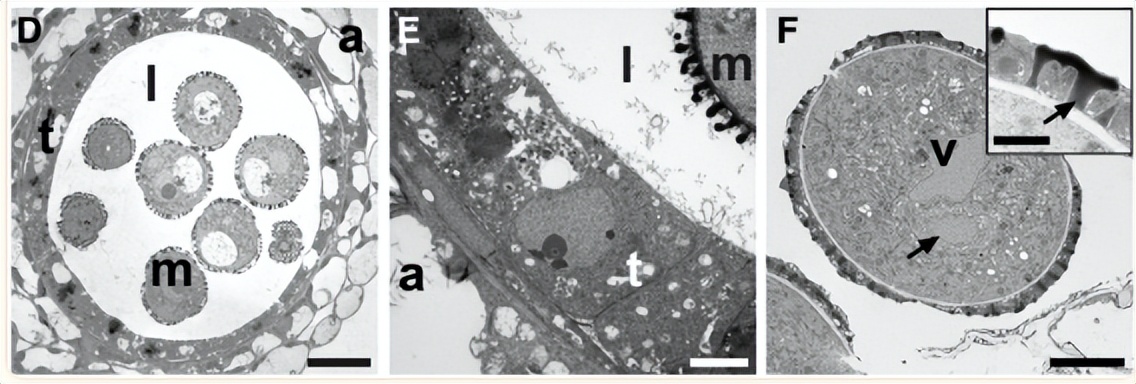 NPF2.8促进因子对拟南芥花粉表面黄酮醇糖苷积累作用的研究