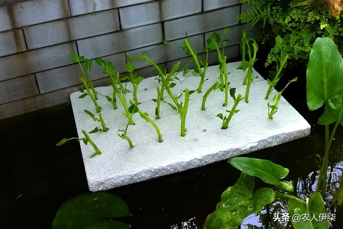 鱼塘水培空心菜教学视频,鱼塘水培空心菜能完全泡水里吗