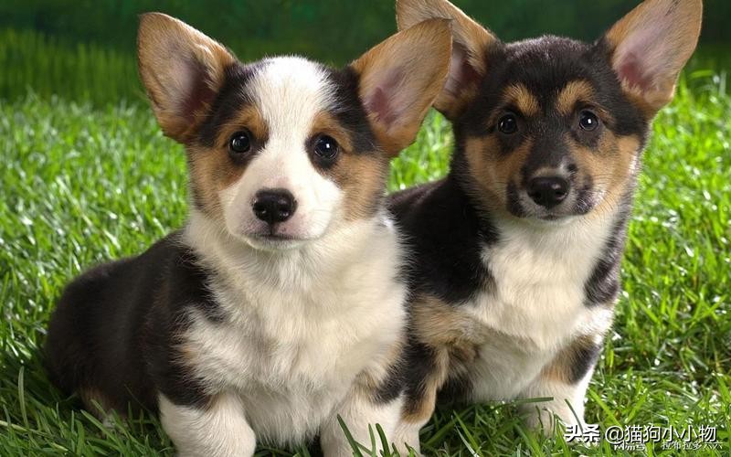 狗没有亲子观念吗,狗没有生殖器官吗