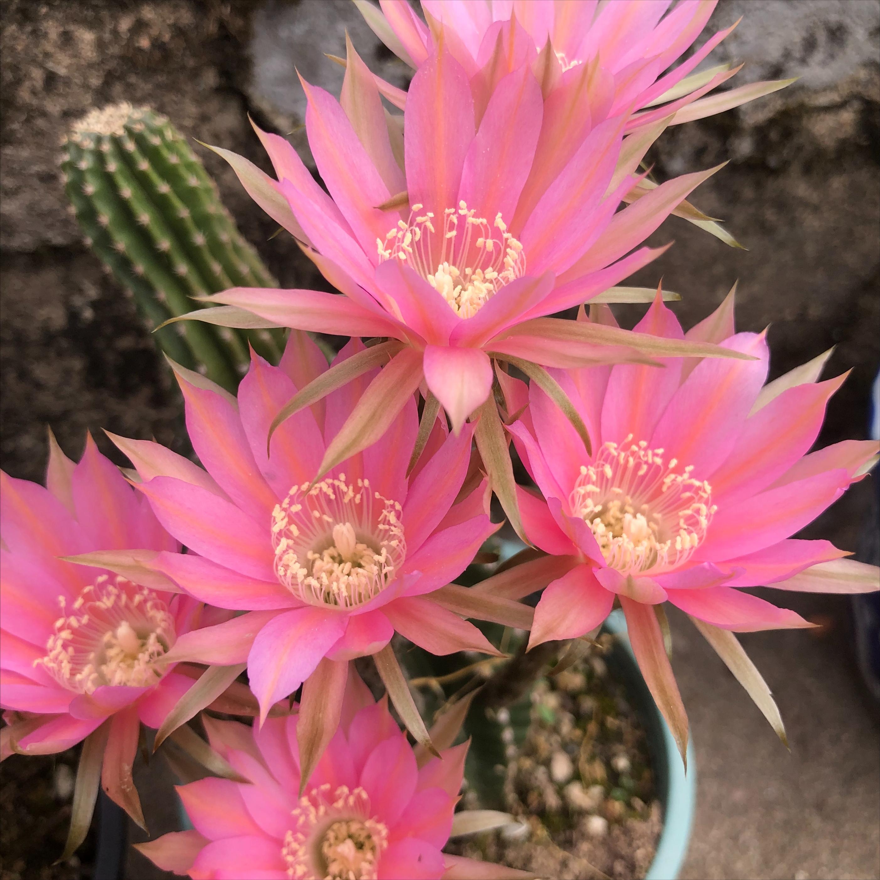 仙人掌嫁接蟹爪兰仙人掌烂根了,仙人掌烂根了怎么救活