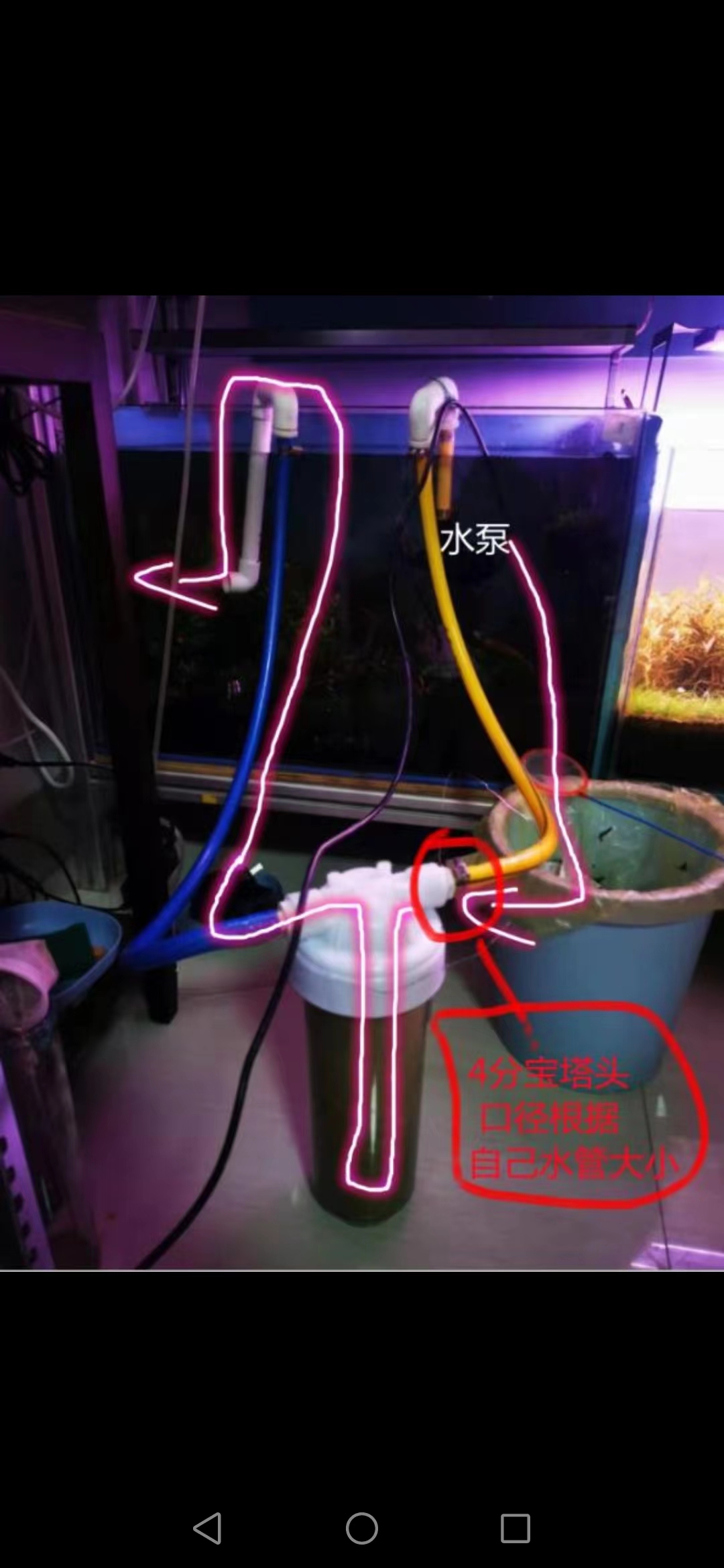 七彩水草缸怎么抑制藻类,水草缸怎么治疗水霉