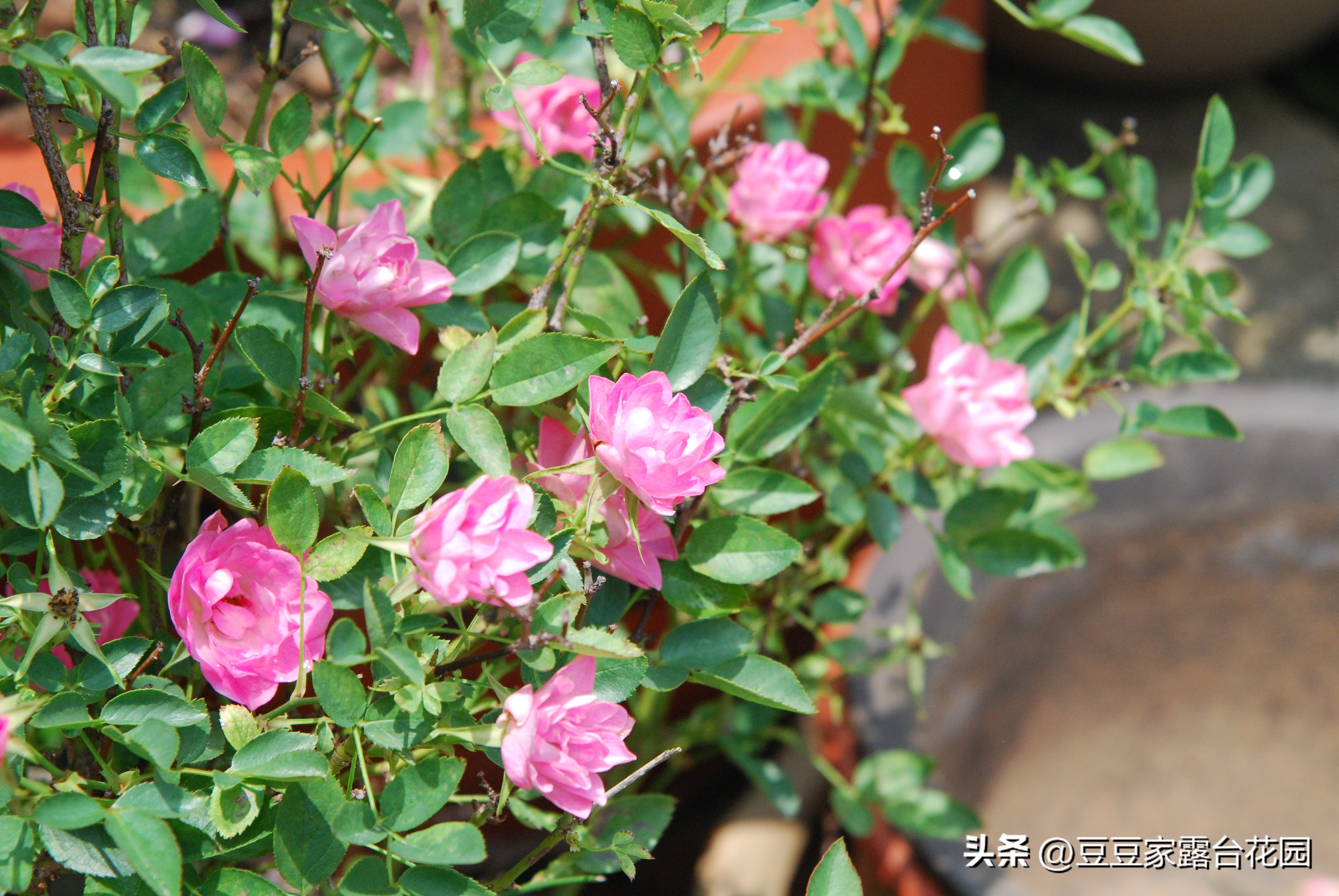 天荷繁星月季怎么扦插,天荷繁星月季开花过程