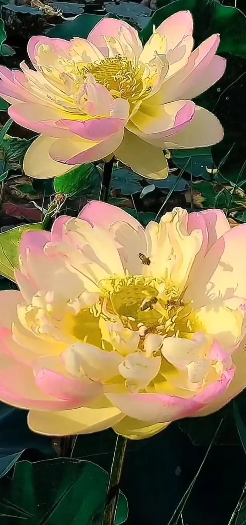 夏日美丽的荷花图片,荷花图片配上字映日荷花别样红