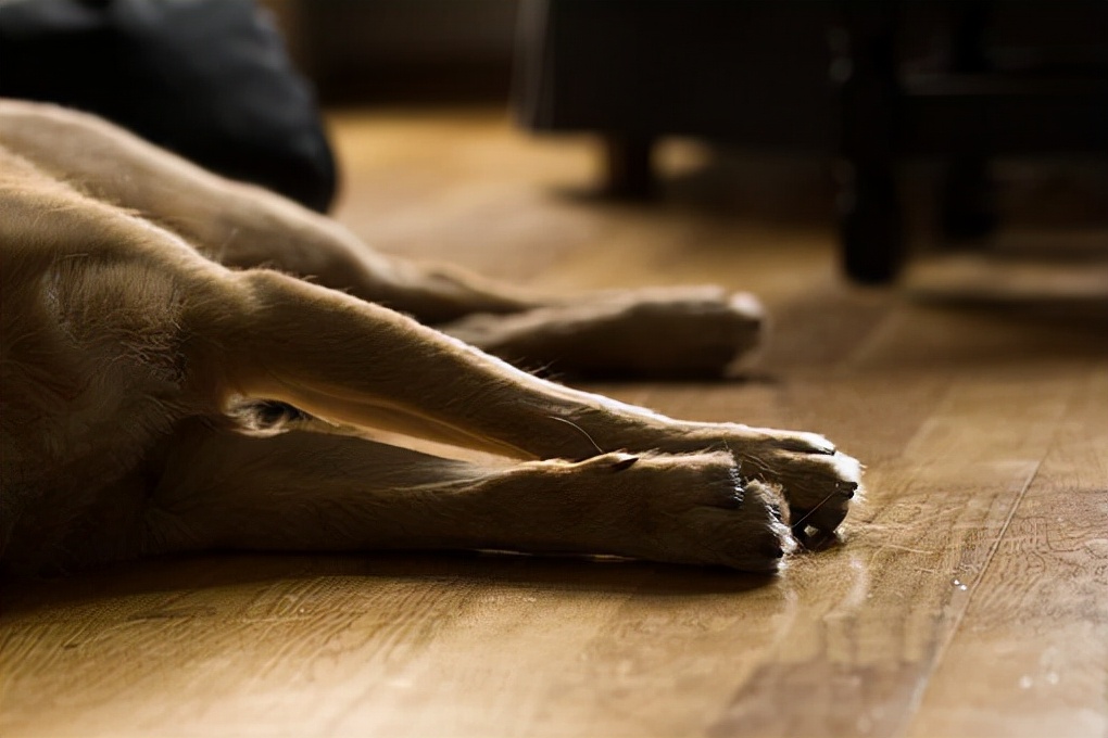 狗狗跛行,狗狗前脚跪地跛行