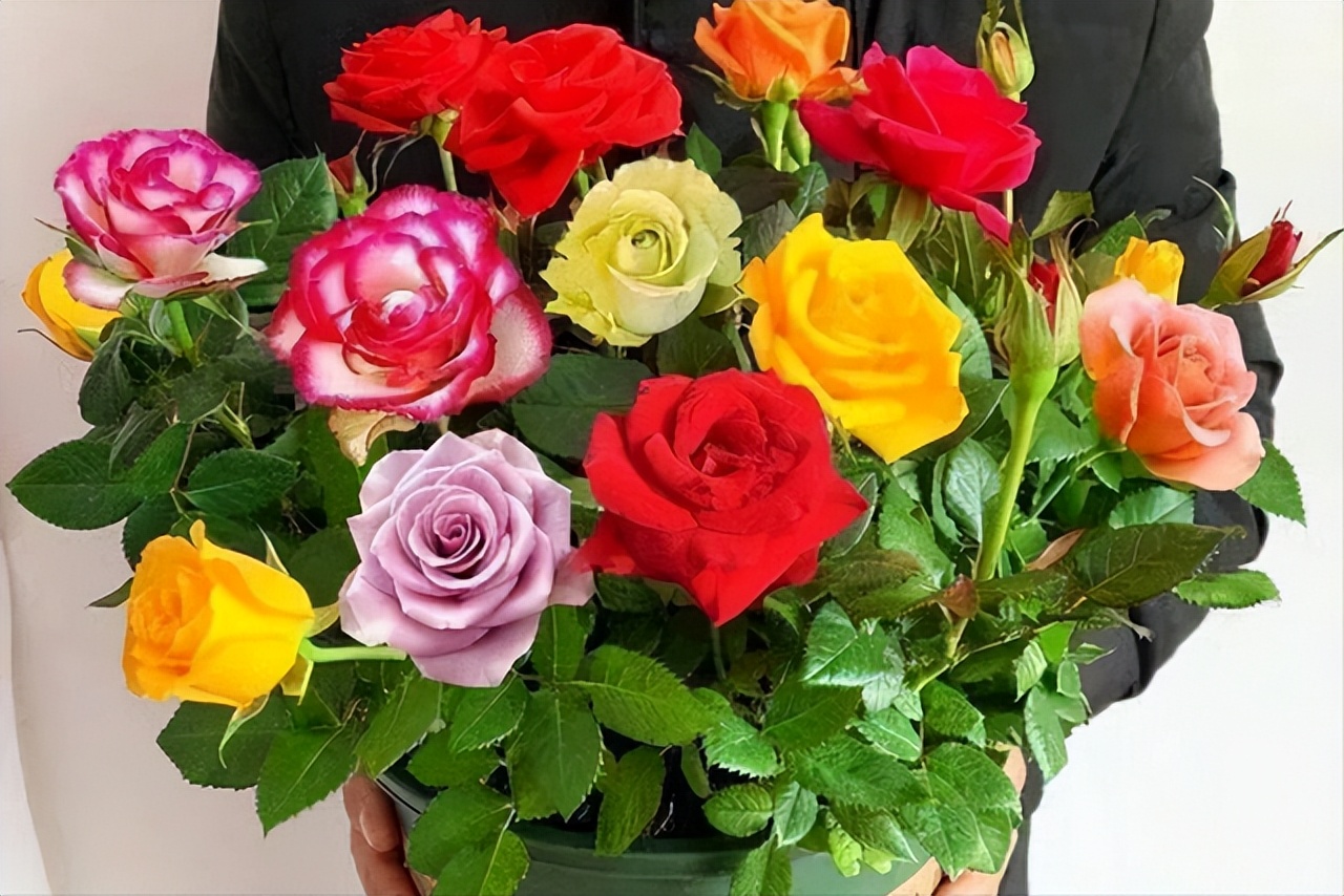 多色玫瑰混搭图片,多色玫瑰品种大全介绍