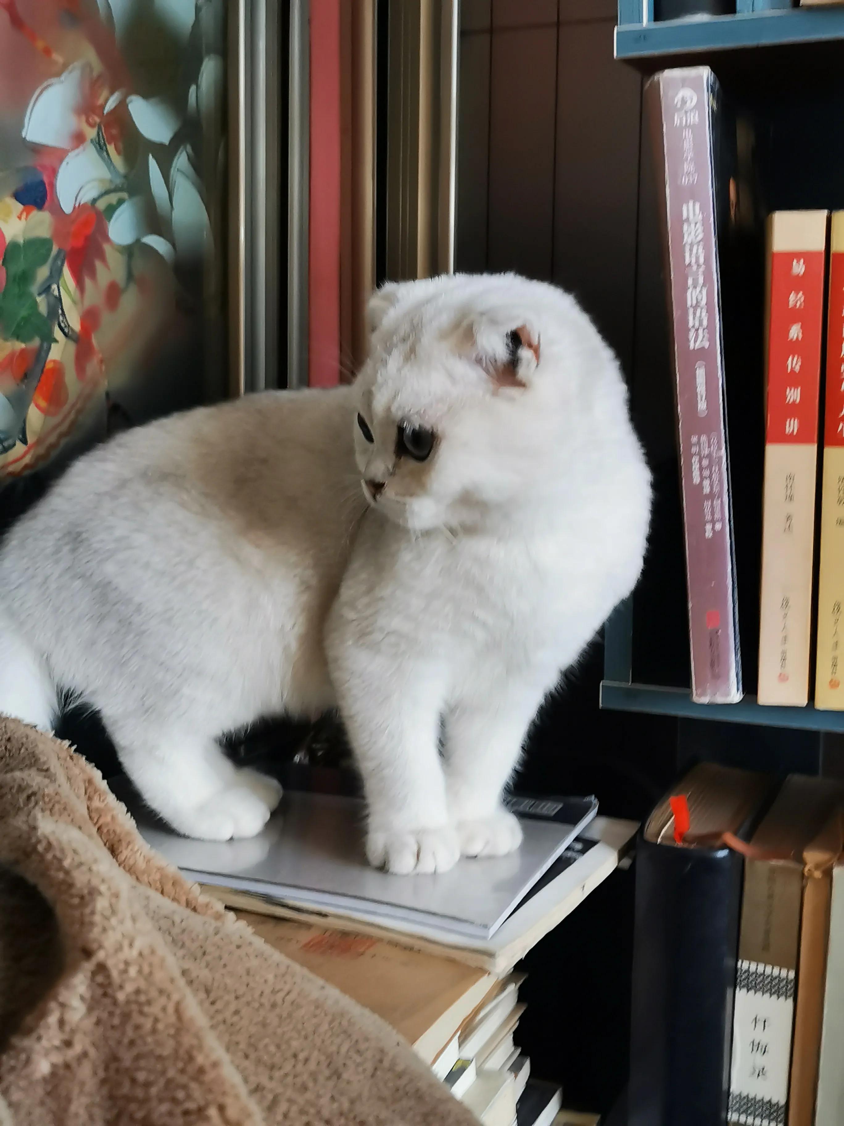 人生如棋走好属于你的那一步,人生如棋局每走一步不许回头