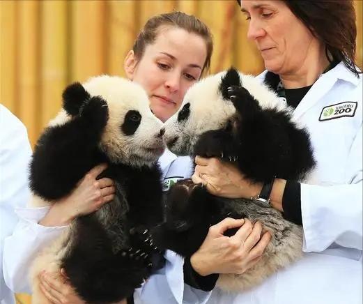 最喜爱大熊猫的前六名国家,世界上最宠大熊猫的6个国家